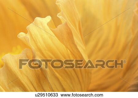 falten, abloom, background, beauty, Bernhard, bloom View Large Photo Image Stock Image - falten, abloom, background, beauty, Bernhard, bloom. Fotosearch