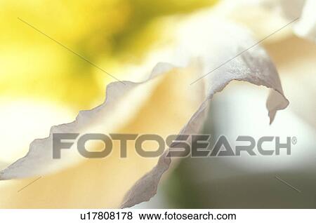 Stock Photo - falten, abloom, background, beauty, Bernhard, bloom. Fotosearch