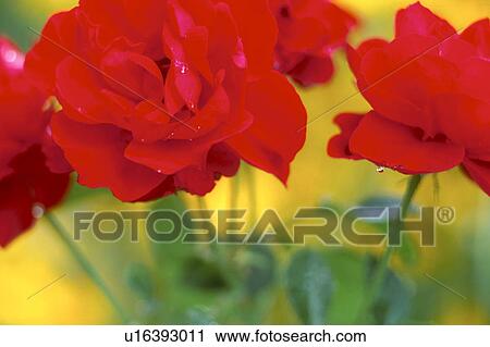 Stock Image - flower, austria, flora, colored, calf, garden, affection. Fotosearch