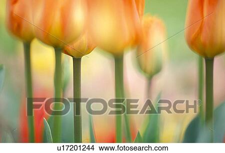 Picture - flower bed, calf, flora, dainty, colorful, flowers, austria. Fotosearch
