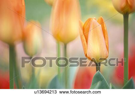 flower bed, calf, flora, dainty, colorful, flowers, austria View Large Photo Image Stock Image - flower bed, calf, flora, dainty, colorful, flowers, austria. Fotosearch