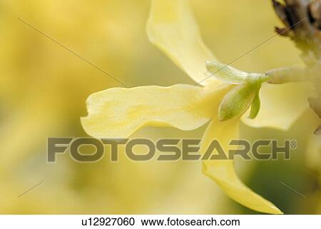 Stock Image - flower, forsythia, flora, paint, atmosphere. Fotosearch