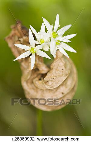 Stock Image - fruehlingserwachen, alfred, allium, bloom, bloomer, blooming. Fotosearch