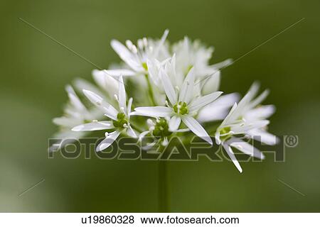 fruehlingserwachen, alfred, allium, bloom, bloomer, blooming View Large Photo Image Stock Photo - fruehlingserwachen, alfred, allium, bloom, bloomer, blooming. Fotosearch