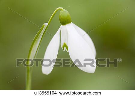 fruehlingserwachen, alfred, bloom, bloomer, blooming, blooms View Large Photo Image Picture - fruehlingserwachen, alfred, bloom, bloomer, blooming, blooms. Fotosearch