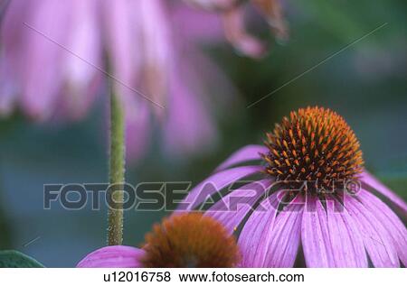 Stock Photo - garden, calf, flower, flora, echinacea, medicinal plant, austria. Fotosearch