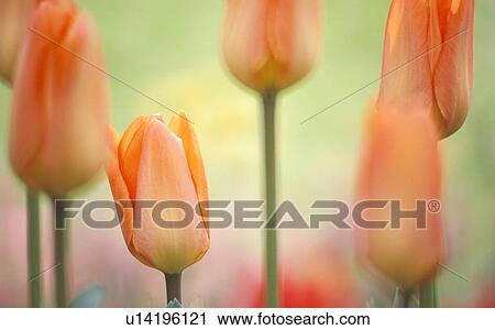 garden, calf, flowers, dainty, colorful, gardens, austria View Large Photo Image Stock Image - garden, calf, flowers, dainty, colorful, gardens, austria. Fotosearch