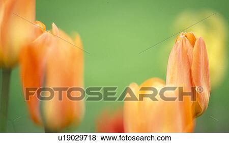 garden, calf, flowers, dainty, colorful, guards, austria View Large Photo Image Stock Photo - garden, calf, flowers, dainty, colorful, guards, austria. Fotosearch