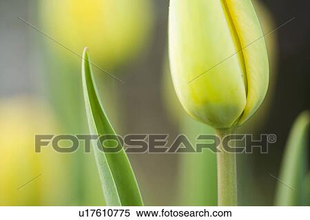 Stock Photography - gartenpflanze, alfred, bloom, bloomer, blooming, blooms. Fotosearch