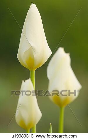 Stock Image - gartenpflanze, fruehlingserwachen, alfred, bloom, bloomer, blooming. Fotosearch