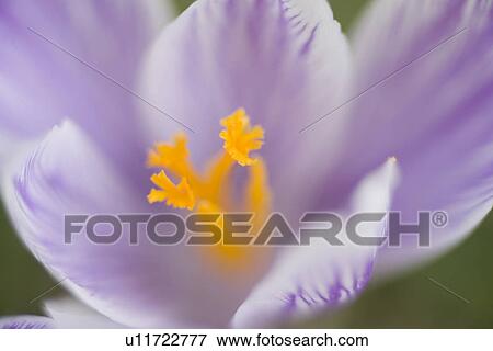 gartenpflanze, fruehlingserwachen, alfred, bloom, bloomer, blooming View Large Photo Image Stock Photo - gartenpflanze, fruehlingserwachen, alfred, bloom, bloomer, blooming. Fotosearch