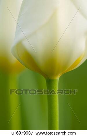 gartenpflanze, fruehlingserwachen, alfred, bloom, bloomer, blooming View Large Photo Image Stock Photo - gartenpflanze, fruehlingserwachen, alfred, bloom, bloomer, blooming. Fotosearch