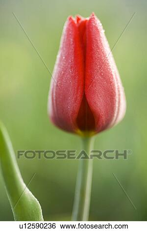 Stock Photograph - gartenpflanze, fruehlingserwachen, alfred, bloom, bloomer, blooming. Fotosearch