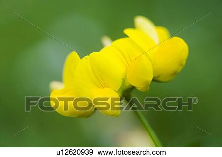 Stock Photo - gemeiner, wiesenblume, wiesen, weide, alfred, bloom. Fotosearch