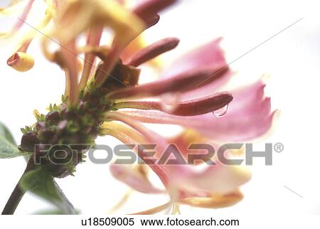 Stock Photography - heckenkirsche, abloom, Bernhard, bloom, blooms, blossom. Fotosearch