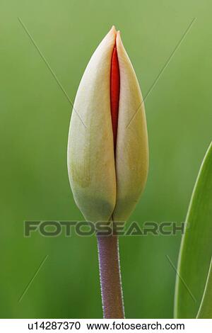lat, Austria, green, flower, day, alfred View Large Photo Image Stock Image - lat, Austria, green, flower, day, alfred. Fotosearch
