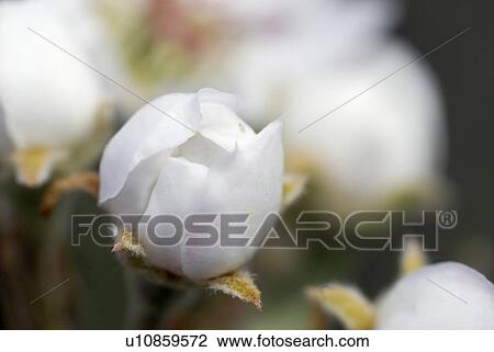 Stock Image - pear tree, pear, bloom, spring, garden, hope, deciduous tree. Fotosearch