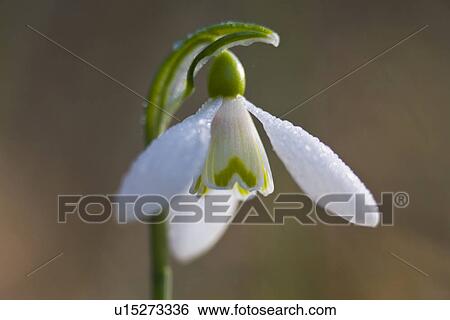 Stock Photograph - tau, fruehlingserwachen, alfred, botany, close-up. Fotosearch