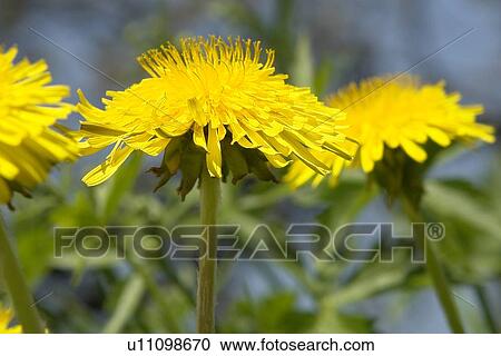 Stock Image - wiesen, berne, blooms, botany, burgdorf, dandelion. Fotosearch