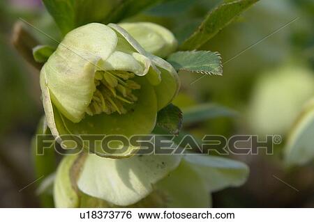 Stock Photograph - wiesen, felder, berne, blooms, blumenrfarben, botany, colored. Fotosearch