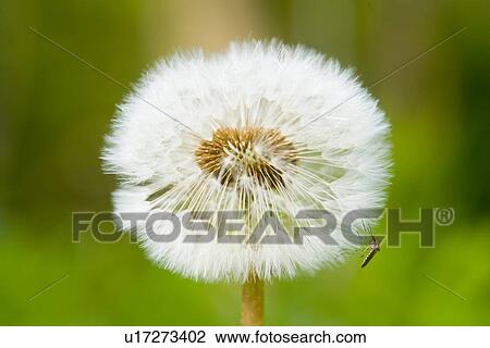 wiesen, weide, agg, airy, alfred, blowball View Large Photo Image Stock Image - wiesen, weide, agg, airy, alfred, blowball. Fotosearch