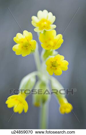 Stock Image - wiesenblume, fruehlingserwachen, alfred, bloom, bloomer, blooming. Fotosearch