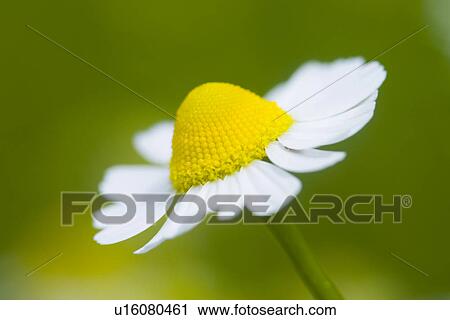 Stock Image - wiesenblume, wiesen, weide, alfred, bloom, bloomer. Fotosearch