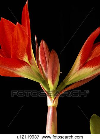 Stock Photo - alfred, amaryllis, amaryllidaceae, amarylis, abloom. Fotosearch