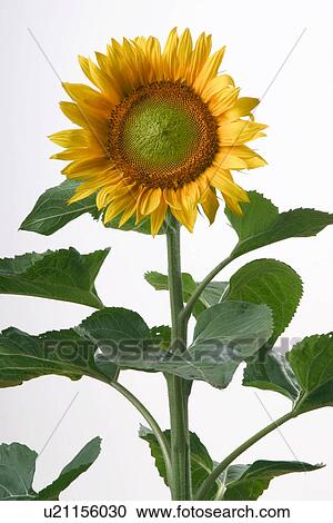 Stock Image - alfred, flower, blossom, bloom, abloom. Fotosearch