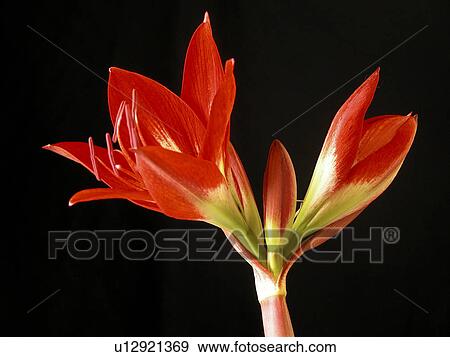 amaryllisgewaechs, alfred, amaryllis, amaryllidaceae, amarylis, abloom View Large Photo Image Stock Photo - amaryllisgewaechs, alfred, amaryllis, amaryllidaceae, amarylis, abloom. Fotosearch