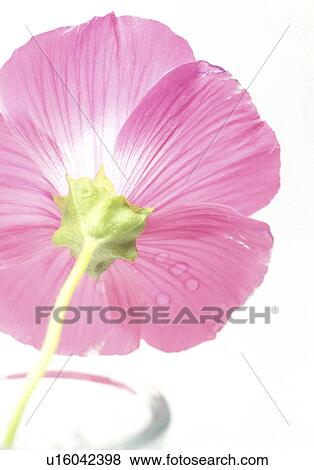 Stock Photo - back view, blooms, bloom, Bernhard, abloom. Fotosearch