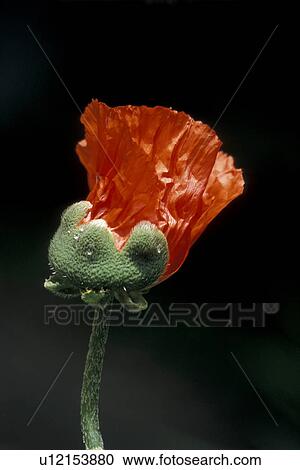 Stock Image - Bernhard, blooms, bloom, black, abloom. Fotosearch