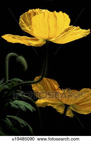 Stock Image - Bernhard, blooms, bloom, black, abloom. Fotosearch