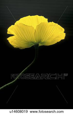 Stock Photo - Bernhard, blooms, bloom, black, abloom. Fotosearch
