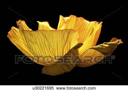 Stock Photography - Bernhard, blooms, bloom, black, abloom. Fotosearch