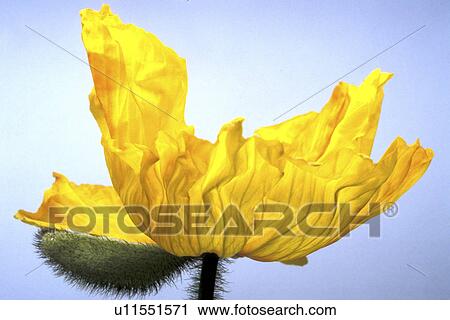 Stock Image - Bernhard, blossom, blooms, bloom, abloom. Fotosearch