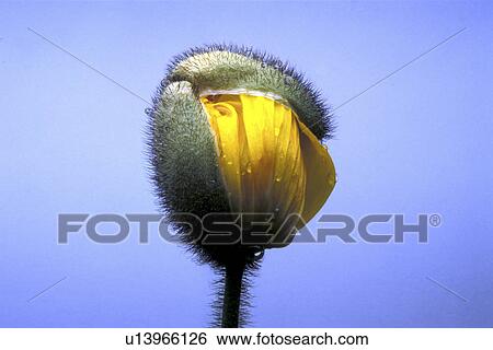 Bernhard, blossom, blooms, bloom, abloom View Large Photo Image Stock Photograph - Bernhard, blossom, blooms, bloom, abloom. Fotosearch