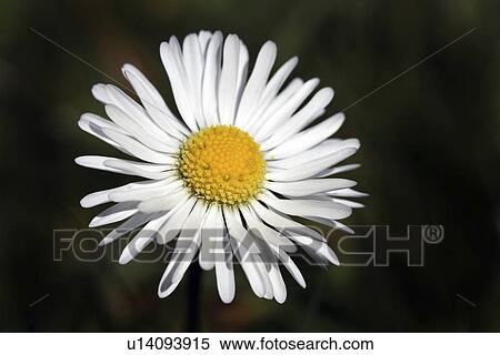 black, bloom, blossom, contrast, daisies, daisy, einzelblume View Large Photo Image Stock Photography - black, bloom, blossom, contrast, daisies, daisy, einzelblume. Fotosearch