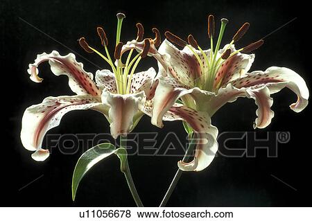 Stock Photo - black, blossom, blooms, bloom, abloom. Fotosearch