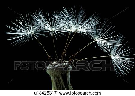 Stock Photo - black, blossom, blooms, bloom, abloom. Fotosearch