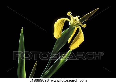 black, blossom, blooms, bloom, abloom View Large Photo Image Stock Photograph - black, blossom, blooms, bloom, abloom. Fotosearch