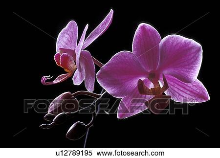 black, blossom, blooms, bloom, abloom View Large Photo Image Stock Photography - black, blossom, blooms, bloom, abloom. Fotosearch