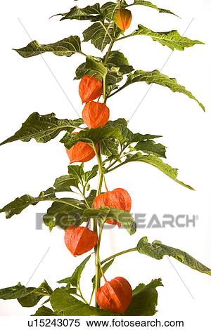 blasenkirsche, alfred, balloon flower, botany, cape gooseberry View Large Photo Image Stock Photography - blasenkirsche, alfred, balloon flower, botany, cape gooseberry. Fotosearch