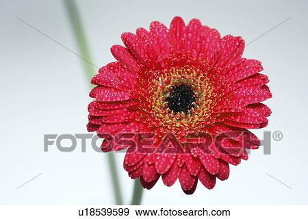 Stock Photo - bloom, bright, close-up, detail, flower, fresh, gerbera. Fotosearch
