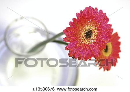 bloom, bright, flower, flowers, fresh, gerbera, germany View Large Photo Image Stock Photograph - bloom, bright, flower, flowers, fresh, gerbera, germany. Fotosearch