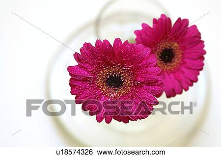 Stock Photograph - bloom, bright, flower, flowers, fresh, gerbera, germany. Fotosearch