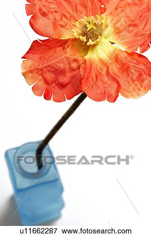 Stock Photo - bloom, burkhard, blue, blossom, abloom. Fotosearch