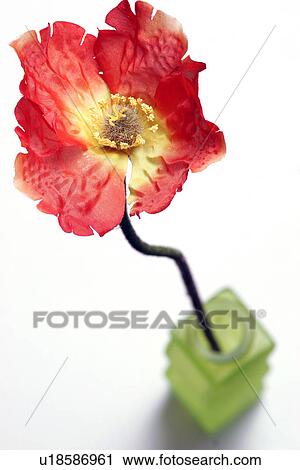bloom, flower, burkhard, blossom, abloom View Large Photo Image Stock Image - bloom, flower, burkhard, blossom, abloom. Fotosearch