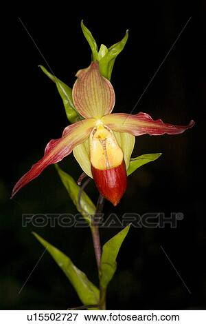 Stock Photo - bloomy, bloom, blooms, blooming, bloomer, alfred. Fotosearch