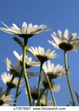 Stock Photo - blossom, alfred, bloom, bellis, Austria, abloom. Fotosearch